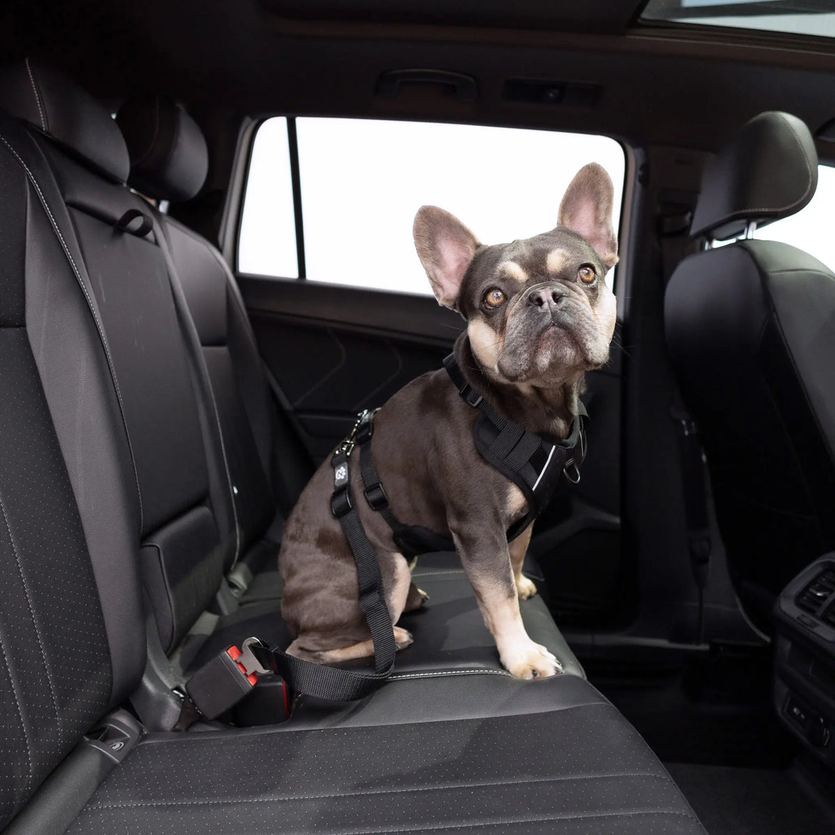 Universal Black Pet Seat Belt Tether for Standard Cars - Safety for Your Furry Friend